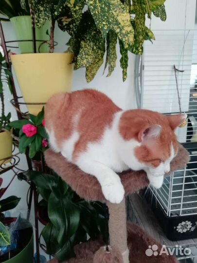 Белоогненный котик