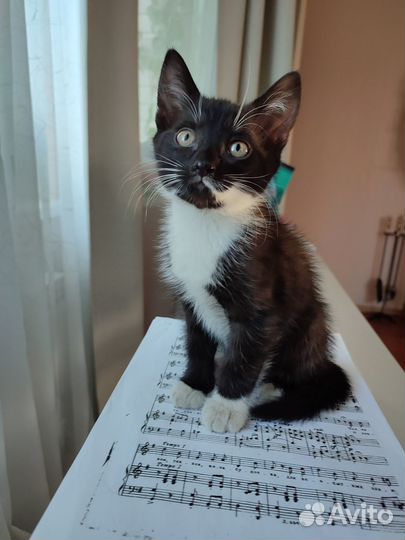 Котенок девочка в добрые руки