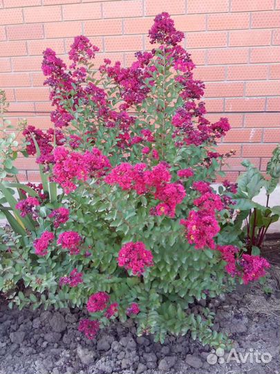 Лагерстремия