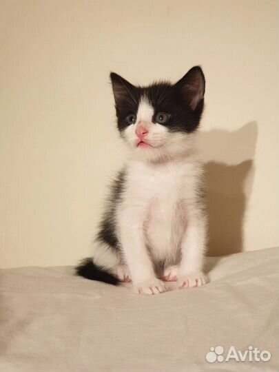 Котенок Лучик ищет свою семью