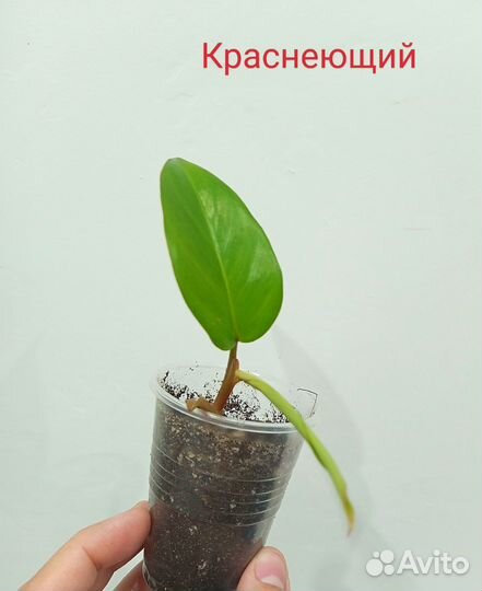 Филодендроны сортовые