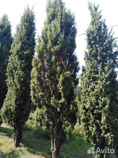 Можевельник