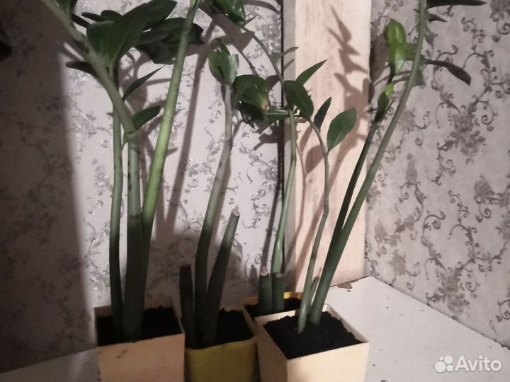 Замиокулькас