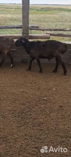 Продам барана Гиссарской породы