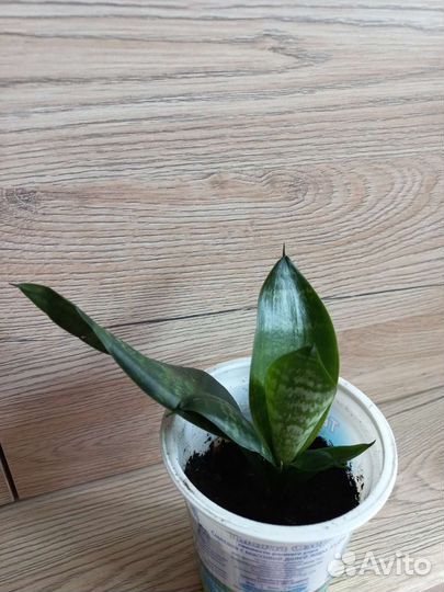 Сансевиерия