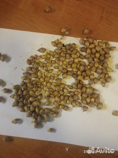 Однозубки чеснока