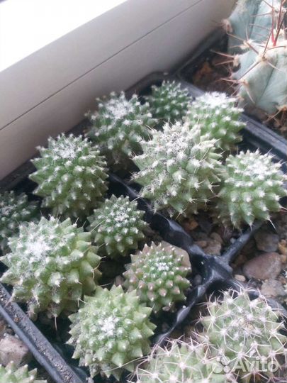 Кактус mammillaria polythele v inermis