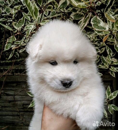 Резерв щенков Самоеда