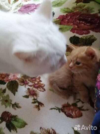 Анатолийские котята в добрые руки