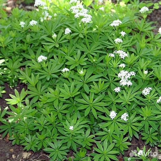 Подмаренник