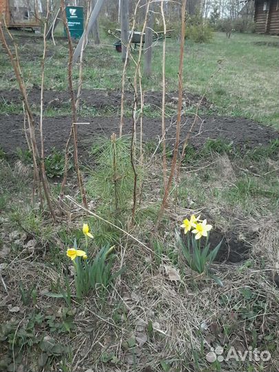 Саженцы сибирского кедра