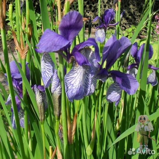 Ирис сибирский