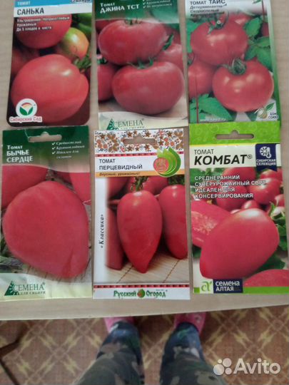 Рассада помидор