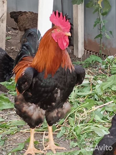 Петух породы Московская черная