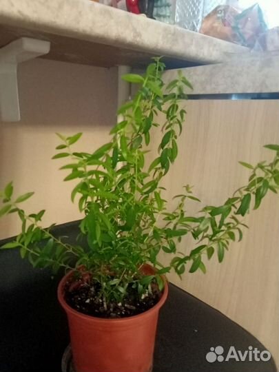 Миртовое дерево