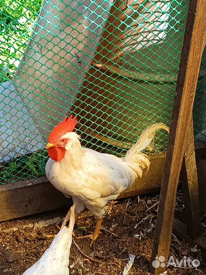 Молодые петухи