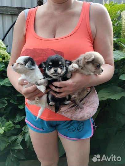 Чихуахуа. Мини. Доставка