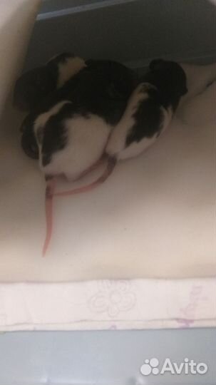 Экзотические животные -крыски