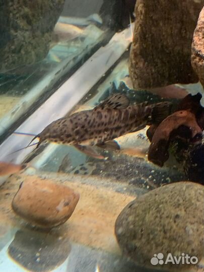 Сом таракатум