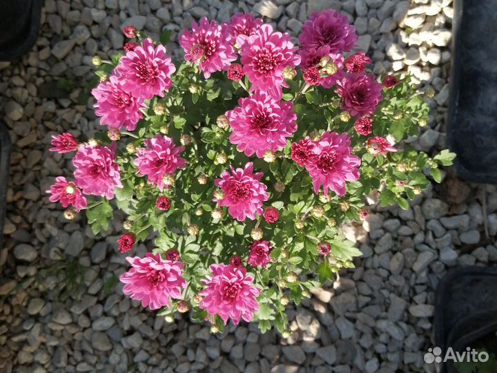 Хризантемы