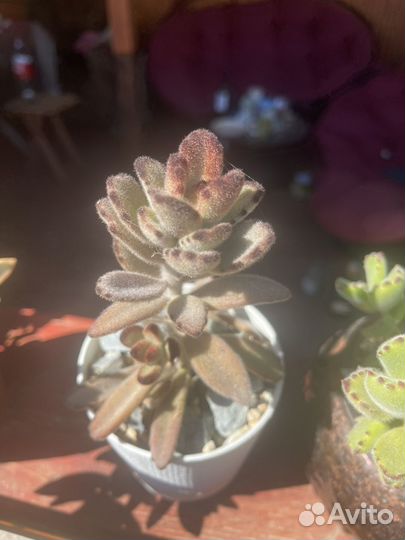 Суккуленты