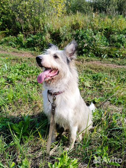 Собака в добрые руки, терьер