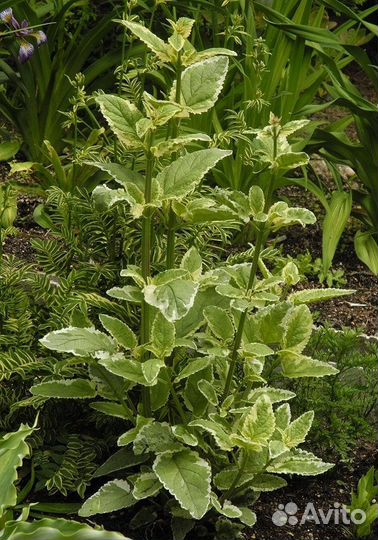 Садовые растения