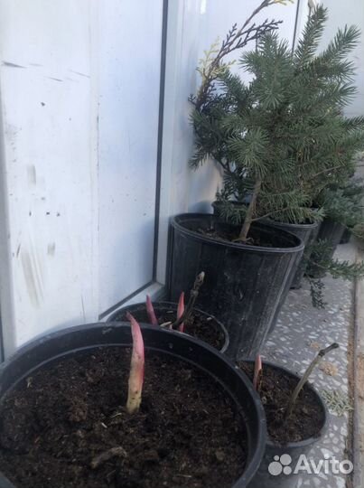 Растения многолетние хвойные