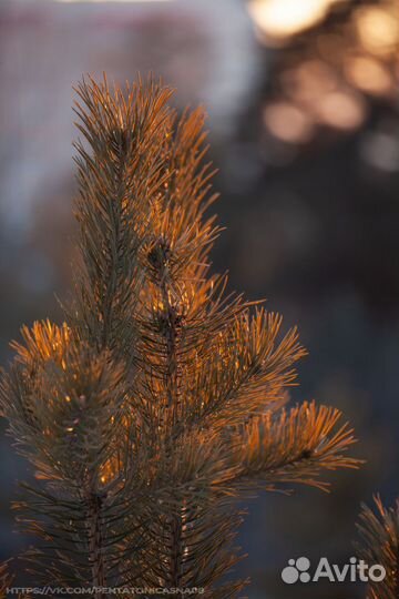 Canon EOS 5D mark ii body