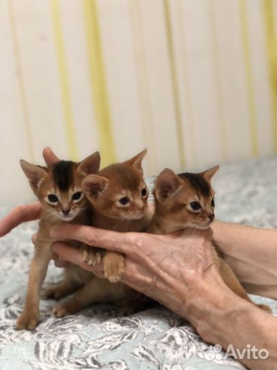Абиссинские котята