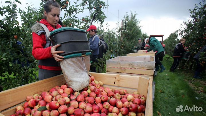 Сборщик яблок в саду