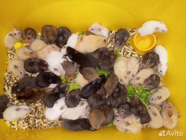 Сирийские хомячки