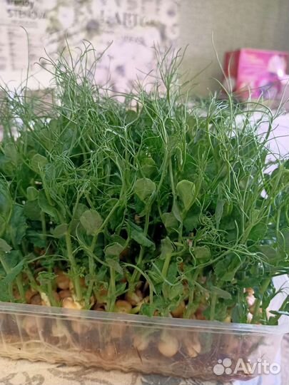 Микрозелень горох