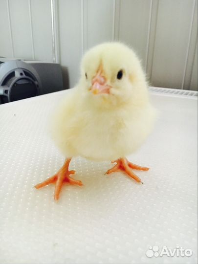 Суточные цыплята-бройлеры, вывод03.08