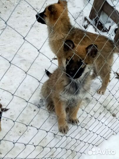 Щенки хаски, привитые с ветеринарным паспортом