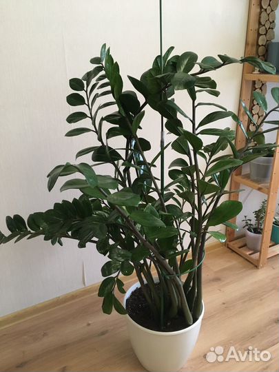 Продам цветы комнатные