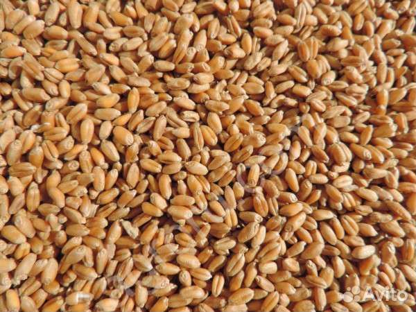 Семена озимой пшеницы Собербаш