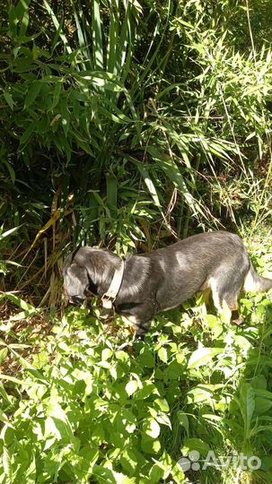 Отдам ротвейлера