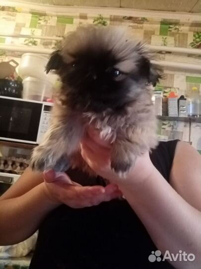 Щенки пекинеса