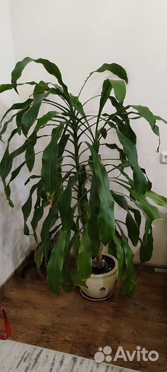 Драцена, бамбук счастья