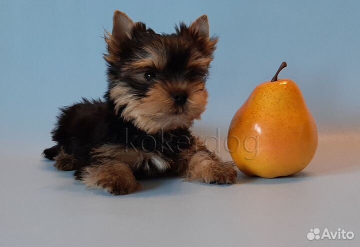 Йоркширский терьер