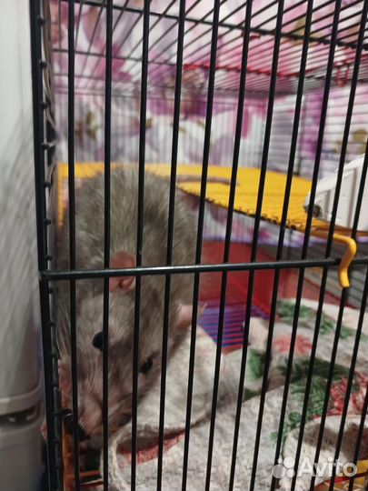 Крыса вместе с клеткой