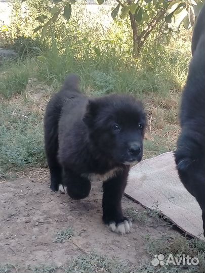 Среднеазиатская овчарка