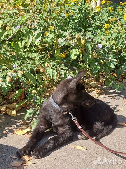 Собака в добрые руки щенок