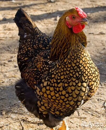 Домашняя птица