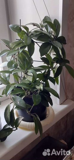 Пальма драцена высота 1.8м, роза китайская- высота