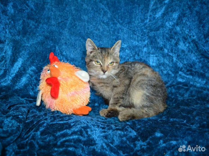 Красотка от британки