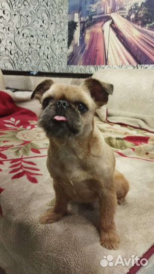 Щенок чихуахуа+гриффона