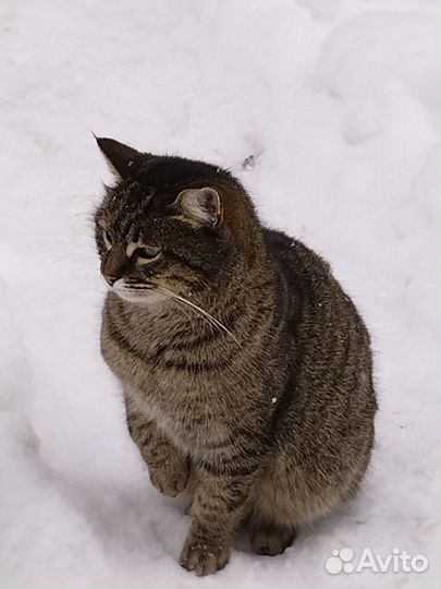 Красотка Муся