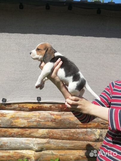 Щенки бигль